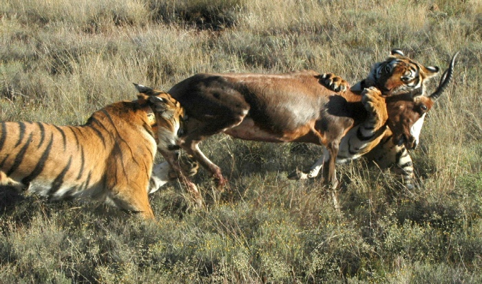 tiger hunting prey