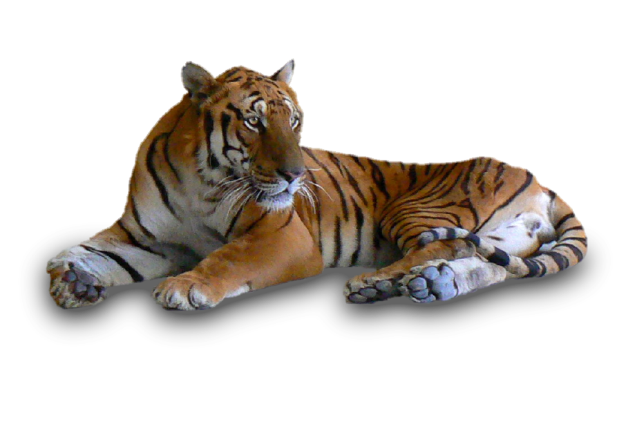 Interesting Facts About Bengal Tiger, 385